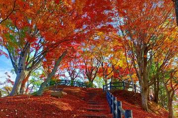 王地山公園の紅葉